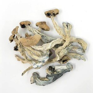Amazonian Shrooms
